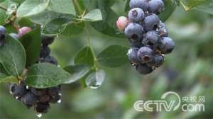 [致富经]时志军：扭转命运种蓝莓成就亿元财富【库百科农业网】