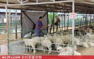 [生财有道]陈耀祥如何靠养羊致富？【库百科农业网】