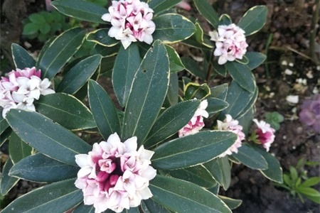 瑞香花怎么养，家庭养法【库百科农业网】