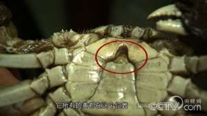 [致富经]宋良良：养螃蟹赚千万财富从发现螃蟹的“脸”开始【库百科农业网】