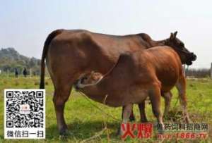 牛几种常见寄生虫病的治疗【库百科农业网】