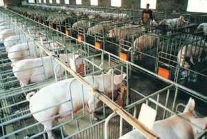 [科技苑]司桂全养猪用心养起了大肥猪【库百科农业网】