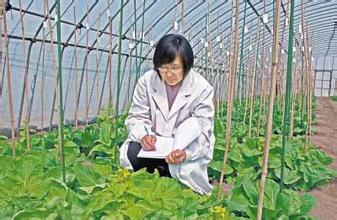 大白菜杂交制种技术及管理【库百科农业网】