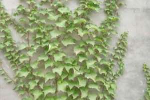 爬山虎是什么植物，叶子有什么特点【库百科农业网】