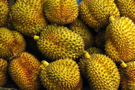 种植榴莲效益好[每日农经]【库百科农业网】