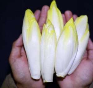 市场售价10块一斤的洋白菜-金玉兰【库百科农业网】