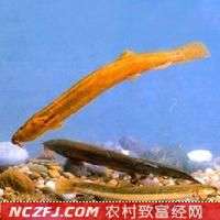 泥鳅养殖技术【库百科农业网】