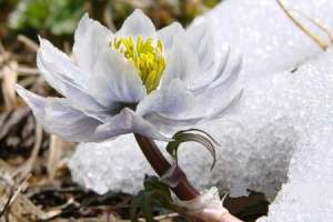 雪莲花的养殖方法【库百科农业网】