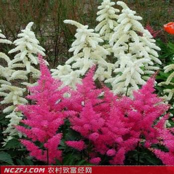 辽东山区珍稀山野菜品种简介【库百科农业网】