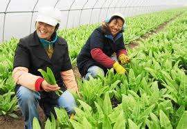 冬季蔬菜换茬注意事项等【库百科农业网】