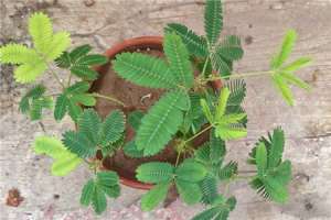 含羞草的特点（植物含羞草），含羞草图片【库百科农业网】