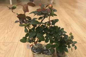 月季小苗要剪掉花苞吗【库百科农业网】