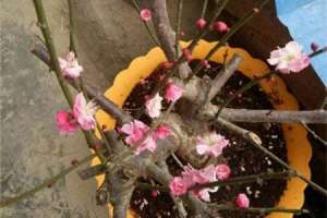 梅花施肥方法，用什么肥好【库百科农业网】