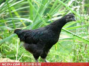 德化黑鸡【库百科农业网】