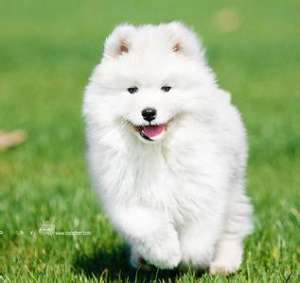 宠物犬养殖大变身[农广天地]【库百科农业网】