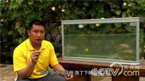 [致富经]岩坎凡：会走路的鱼吧西哩鱼养殖好赚钱【库百科农业网】