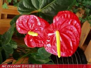 火鹤花的养殖方法　[农广天地]【库百科农业网】