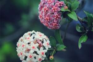 球兰怎么养才能开花，不开花是什么原因【库百科农业网】