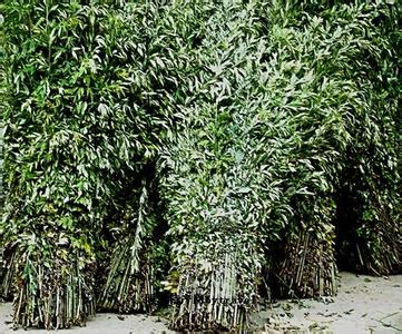 种植小艾草大效益年产值十亿元[每日农经]【库百科农业网】