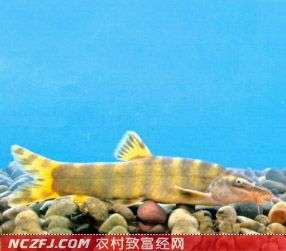 中华沙鳅人工养殖技术【库百科农业网】