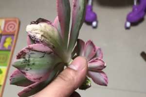 多肉断了还能活吗【库百科农业网】