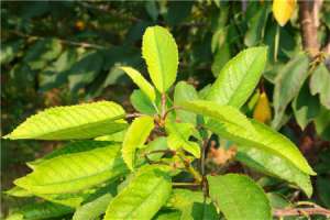 樱桃南方可以种植吗【库百科农业网】