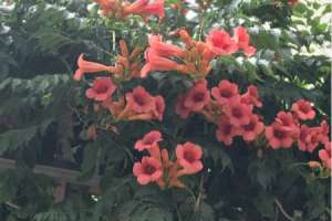 凌霄花怎么繁殖方法，是什么季节开的【库百科农业网】