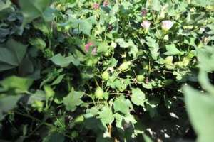 棉花种植“一播全苗”要点[农广天地]【库百科农业网】