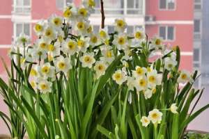 水仙花能放室内吗，在家怎么养？【库百科农业网】