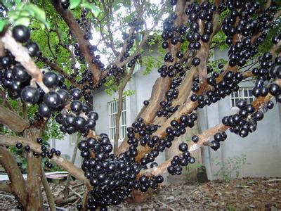 [科技苑]刘建龙种植树葡萄让水果长在树干上【库百科农业网】