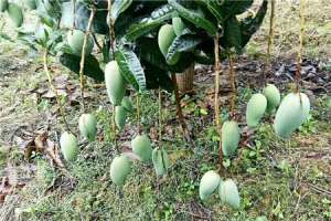 芒果怎么切，芒果汁的做法【库百科农业网】