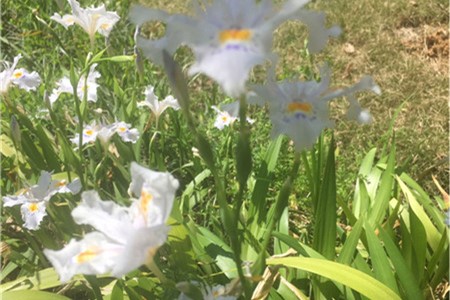 新买的蝴蝶花怎么养【库百科农业网】