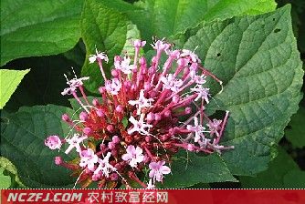 臭牡丹(臭牡丹根)【库百科农业网】