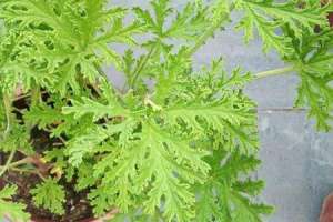 香草是什么植物【库百科农业网】