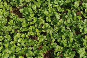 香菜怎么种（种植方法和时间）【库百科农业网】