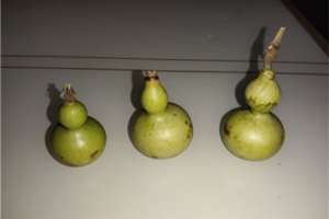 葫芦苗怕水吗，葫芦苗喜欢水吗【库百科农业网】