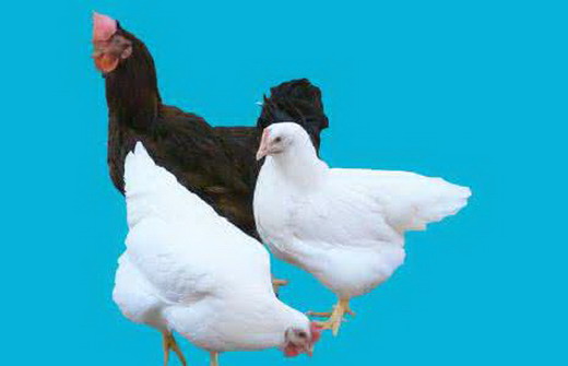 肉鸡脂肪肝综合征的发病原因 肉鸡脂肪肝综合征的防治措施【库百科农业网】