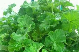 扒拉香花有毒吗【库百科农业网】