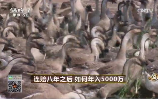 [致富经]戚超群：养鹅创业 连赔八年怎么做到年赚千万-【库百科农业网】
