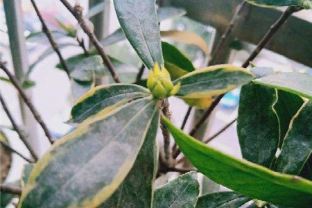新买的瑞香怎么养【库百科农业网】