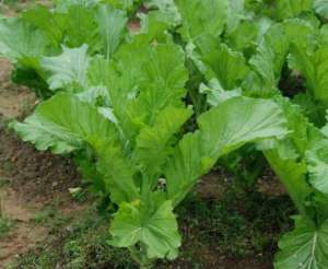 芥菜新品种漳芥1号【库百科农业网】