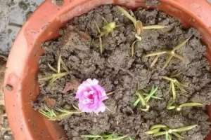 牡丹花盆栽家养方法【库百科农业网】