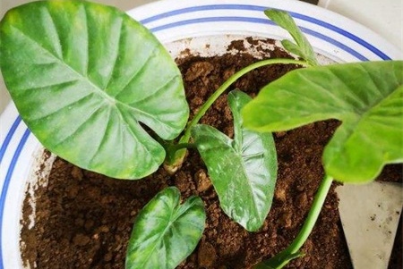 新买的海芋花怎么养【库百科农业网】