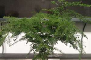 文竹会开花吗，会结果吗【库百科农业网】