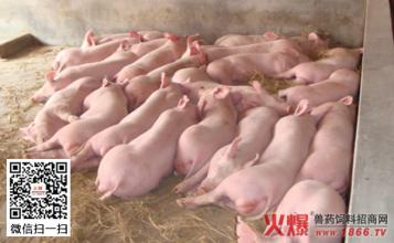 种公猪的去势与肠复位【库百科农业网】