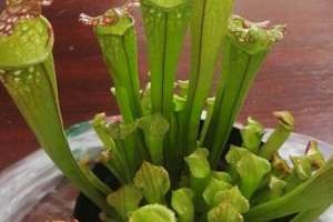 瓶子草和猪笼草的区别【库百科农业网】