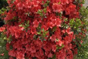 杜鹃花的资料，杜鹃花价格【库百科农业网】