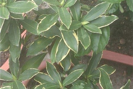 新买的瑞香怎么养【库百科农业网】