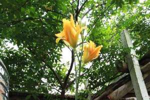 黄花菜孕妇可以吃吗，怎么做好吃【库百科农业网】
