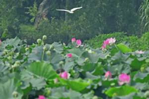 荷花冬天能开花吗，冬季如何养护【库百科农业网】